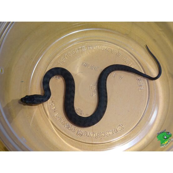 Mangrove Water Snake - baby - Strictly Reptiles