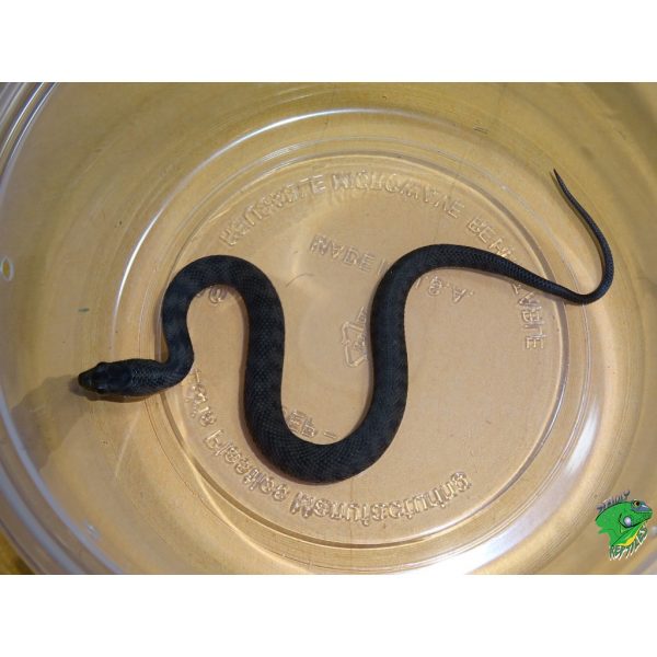 Mangrove Water Snake - Baby - Strictly Reptiles