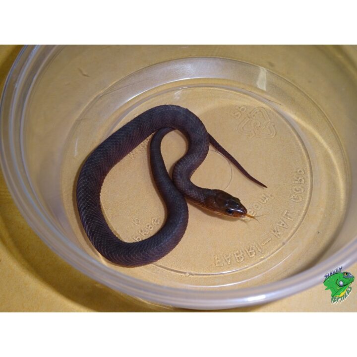 Red Mangrove Water snake baby small cup