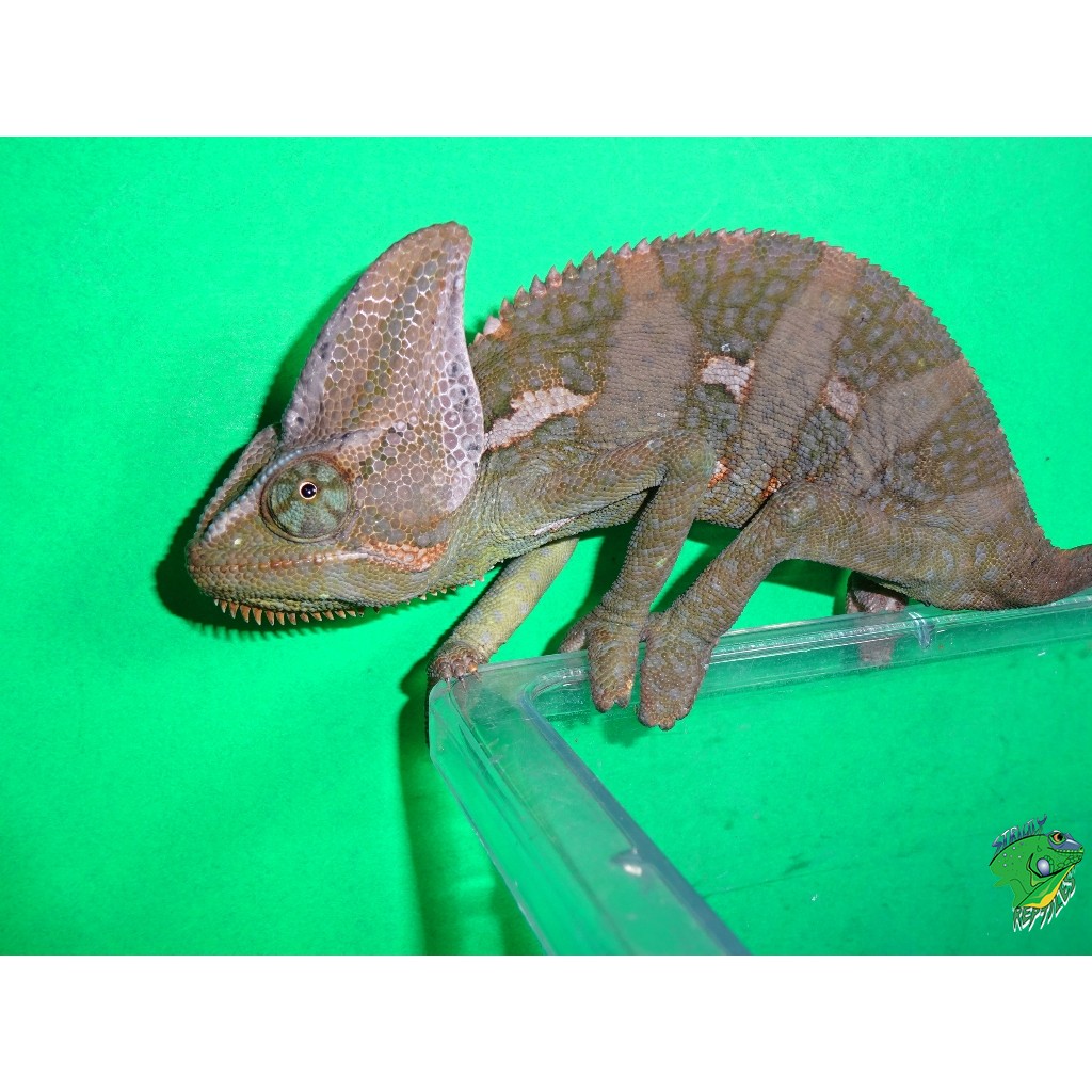 Veiled Chameleon - medium males - Strictly Reptiles