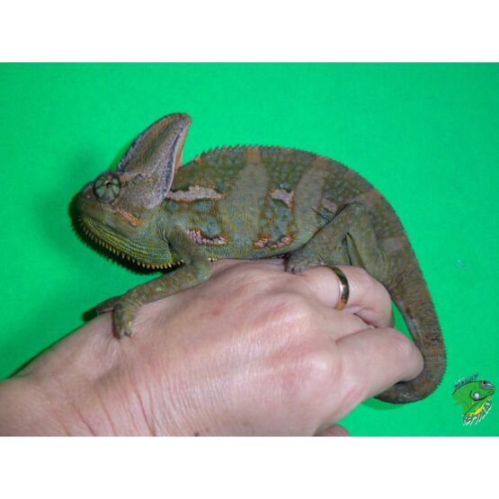 Panther Chameleon Ambanja - Adult Males - Strictly Reptiles Inc.