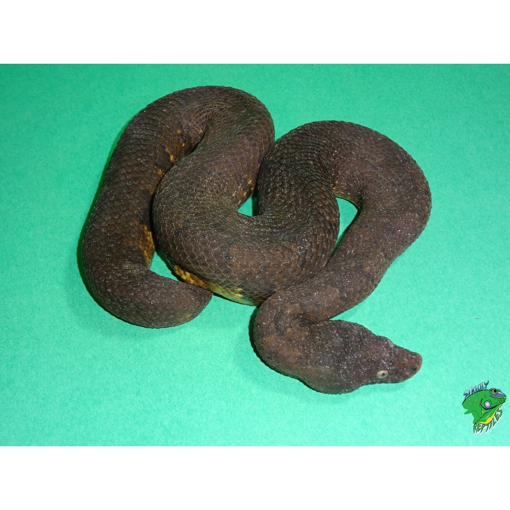 viper-boa-adult-strictly-reptiles