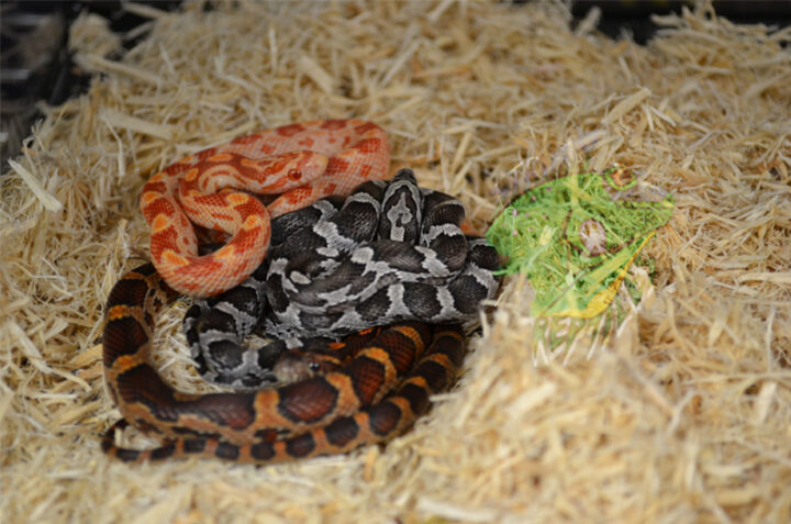 baby-corn-snakes-for-sale-strictly-reptiles-inc