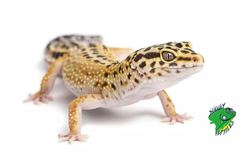 best place to buy lizards online