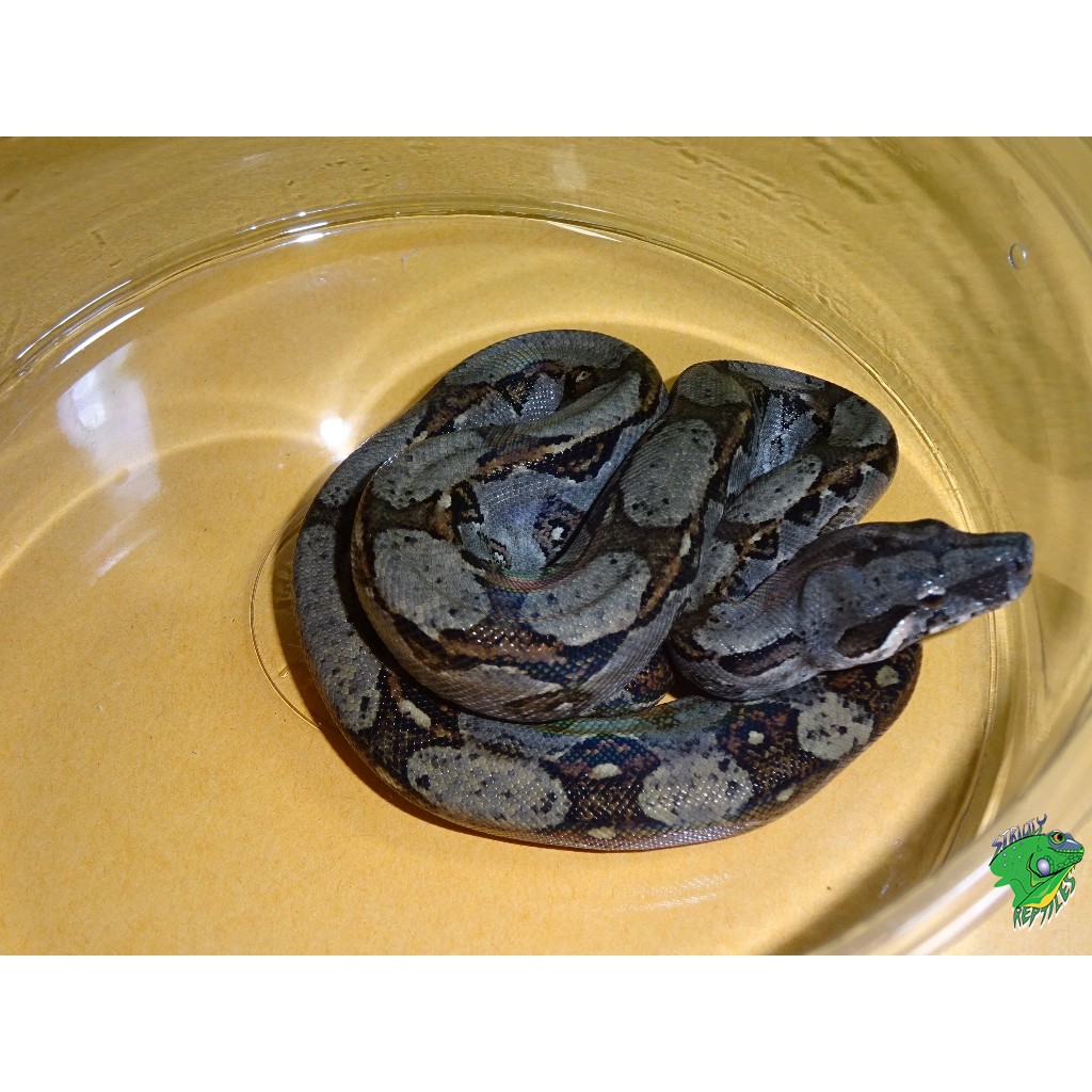 Costa Rican Boa - cb babies - Strictly Reptiles Inc.