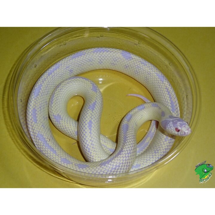 Albino Banana Cal King adult