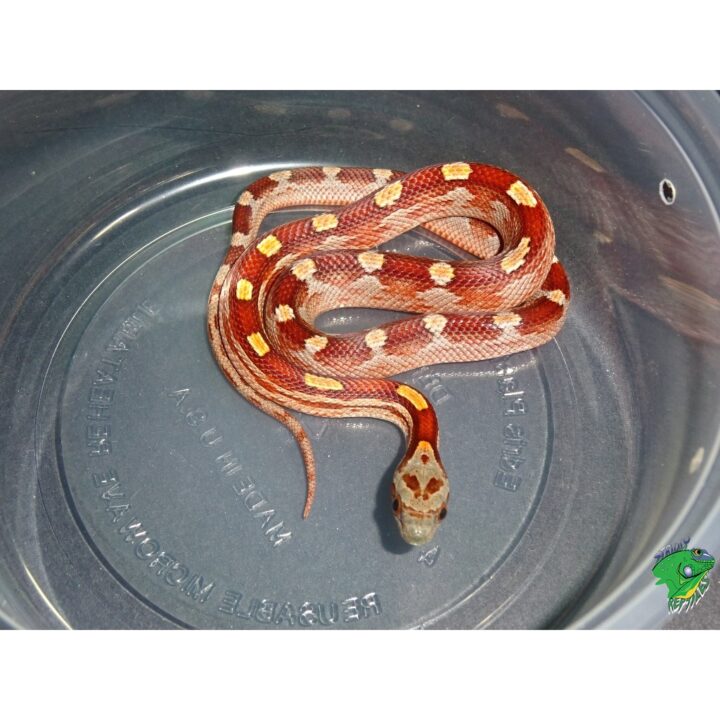 Blood Red Motley corn baby