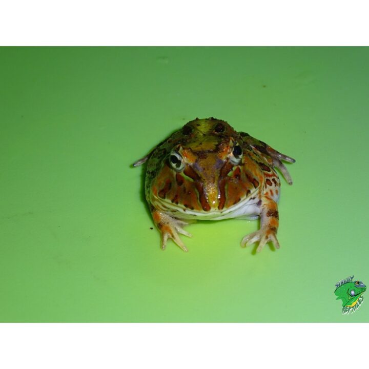 Brazilian Horn Frog face