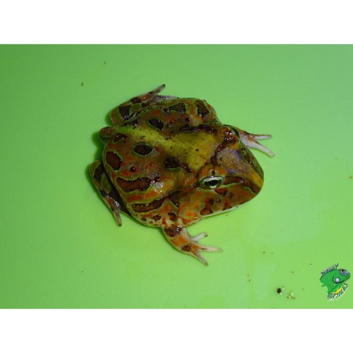 Brazilian Horn Frog right side