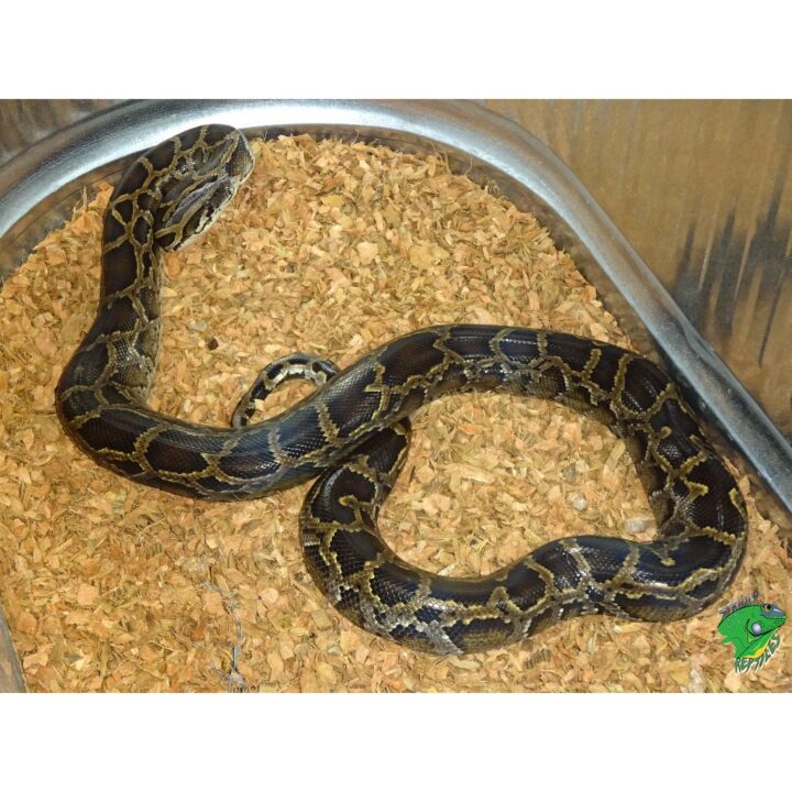 Burmese Python 5 feet not tame