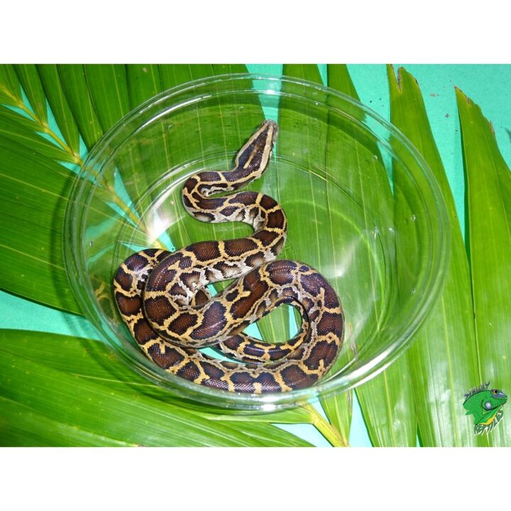 Burmese python baby
