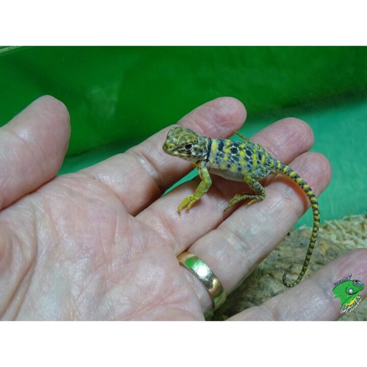 Collared lizard baby