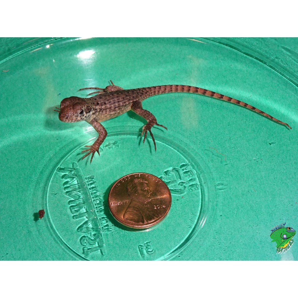 Bahama Curlytail - babies - Strictly Reptiles Inc.
