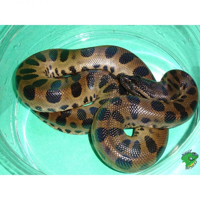 green anaconda - baby - strictly reptiles inc.