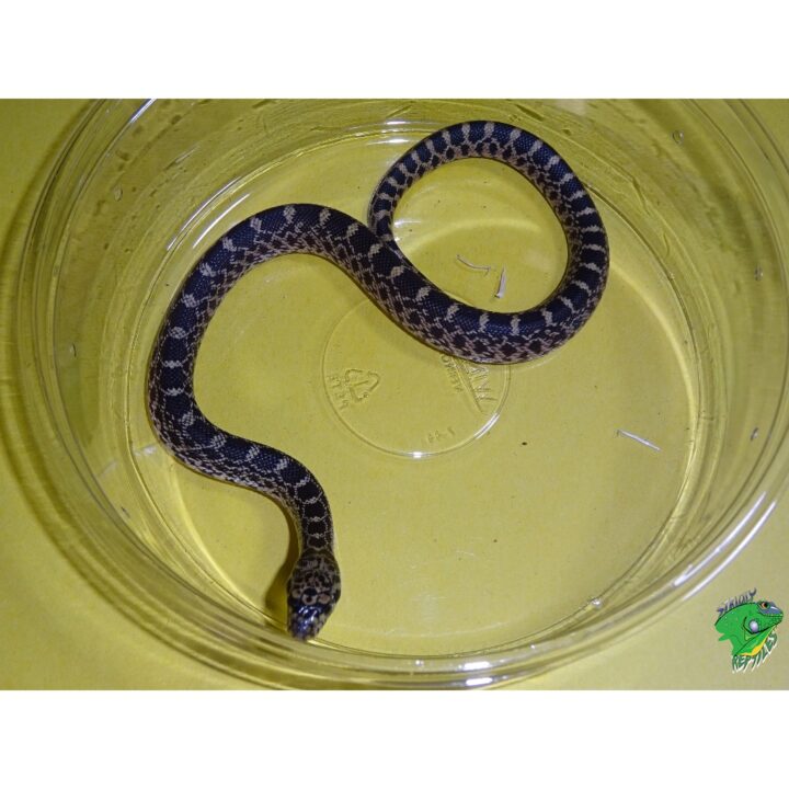 Kankakee Black Bull Snake baby