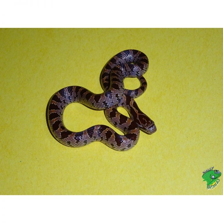 Mole Kingsnake Baby Strictly Reptiles