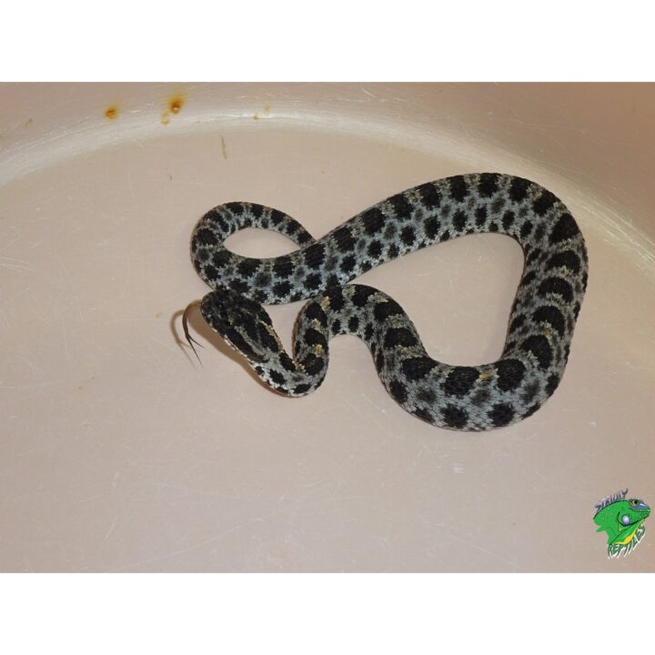 Pigmy Rattle snake