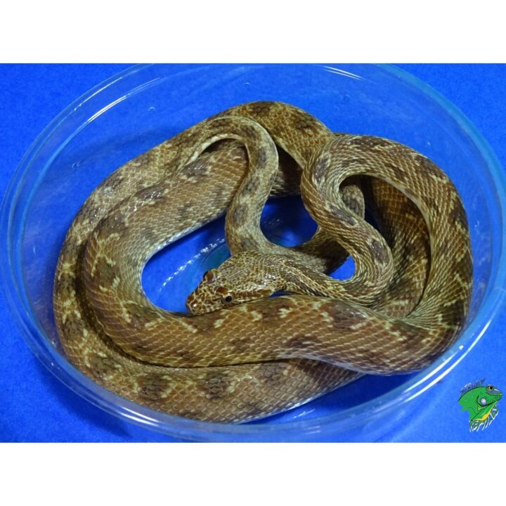 Royal Diadom Rat Snake adult