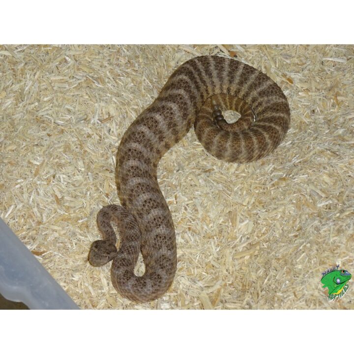 Tiger Rattle Snake juvenile