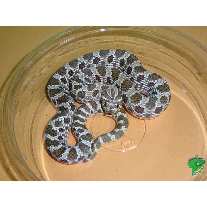 Western Hognose adult