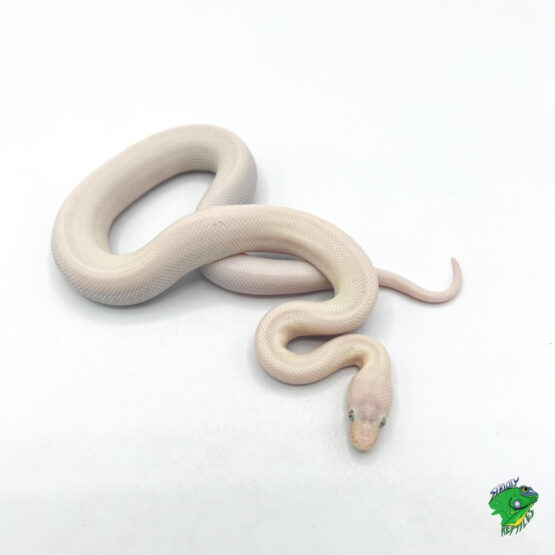 Snowwhite Snow  Rosy Boa Morphs