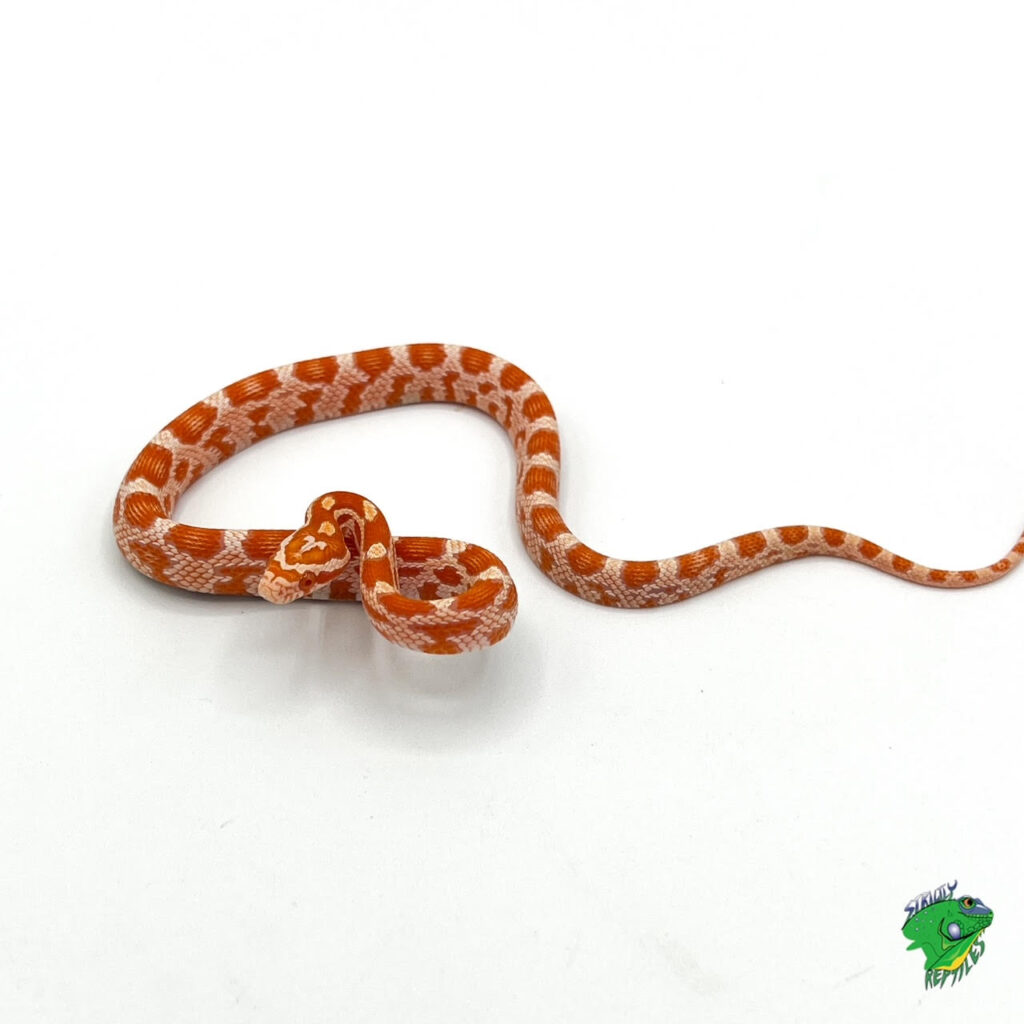 Tessera Snow Corn Snake - baby - Strictly Reptiles Inc.