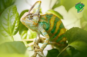 Cheap Reptiles For Sale | Buy Live Reptiles Online | Reptiles Price List