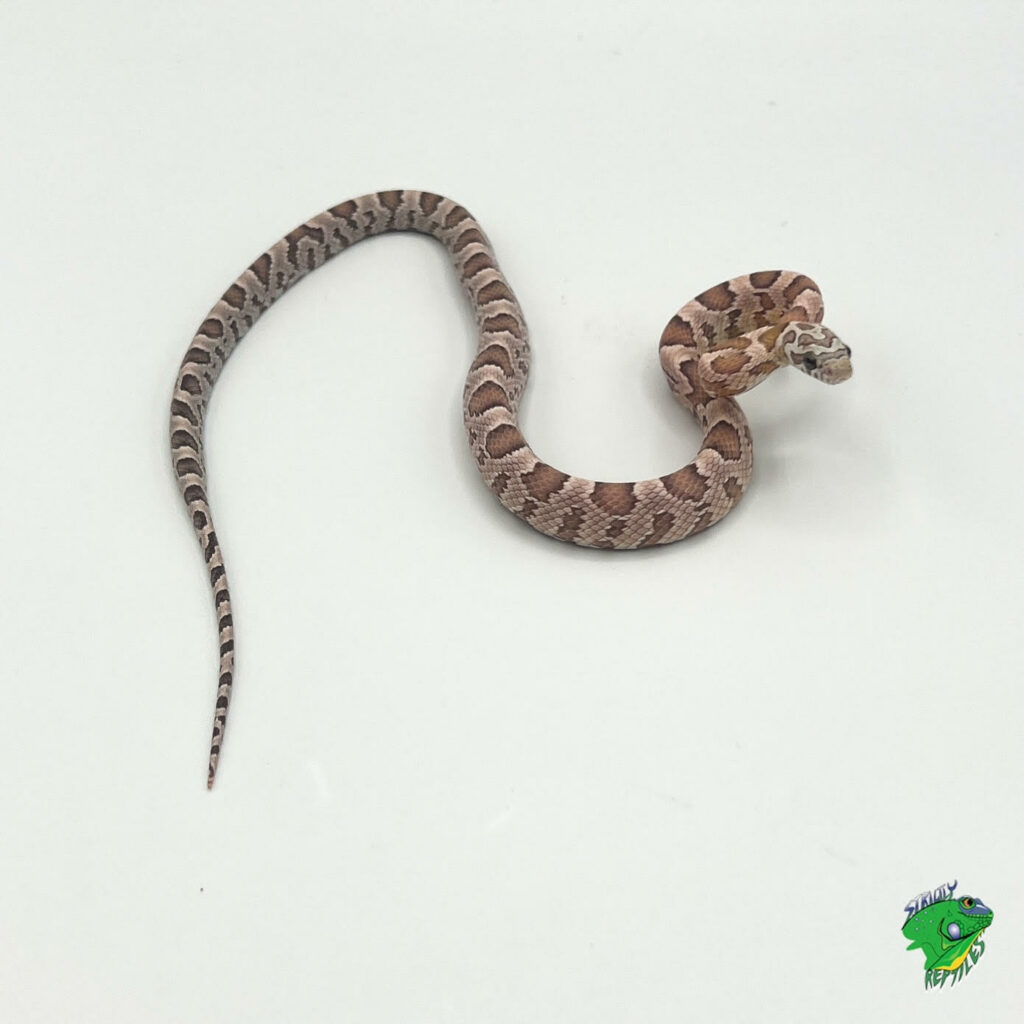 Hypo Terrazzo Corn Snake - adult female - Strictly Reptiles Inc.