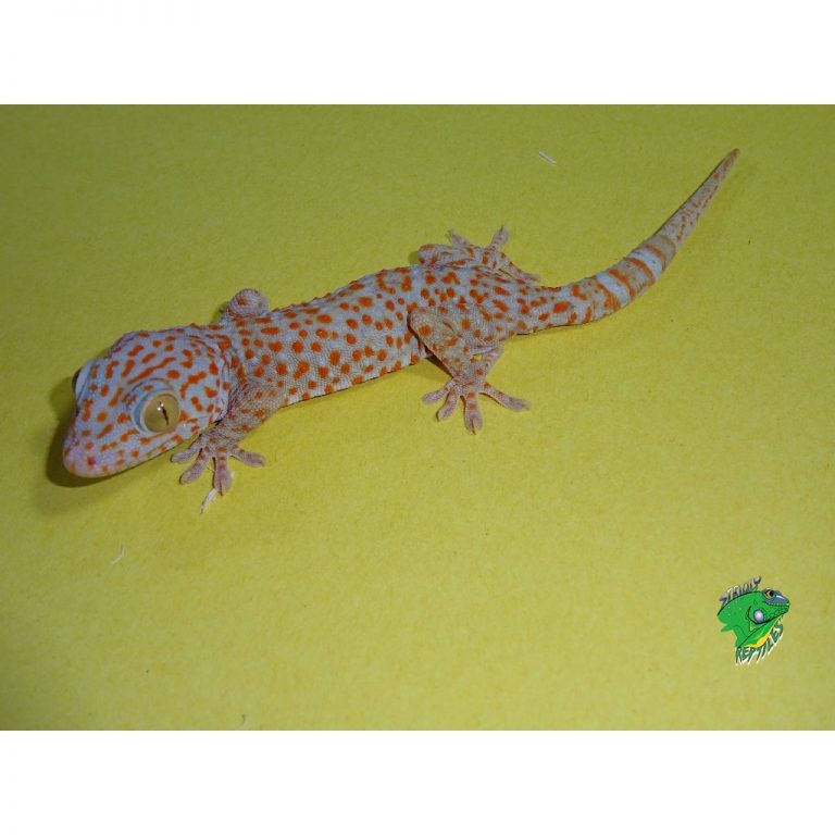 Albino Tokay Gecko - Juvenile - Strictly Reptiles