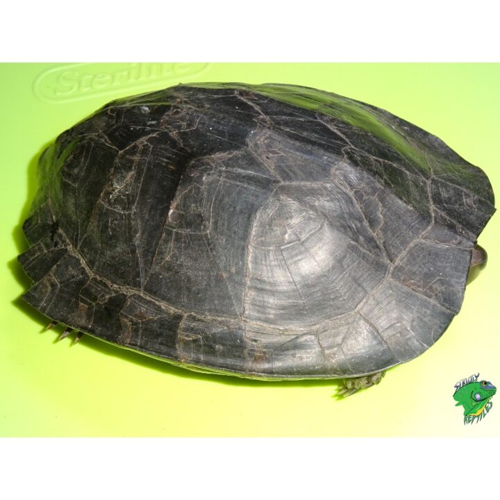 Black Pond Turtle