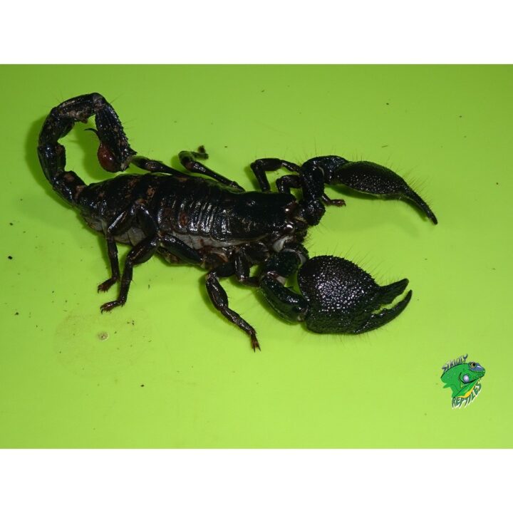 Emperor Scorpion FAT female