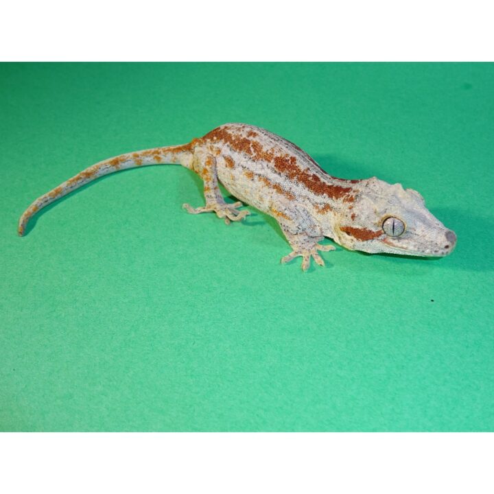 Gargoyle Gecko Red