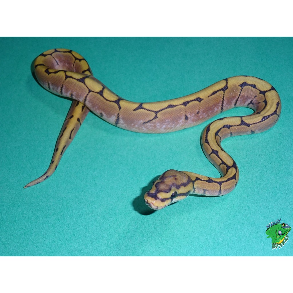 Honeybee Ball Python – baby – Strictly Reptiles Inc.