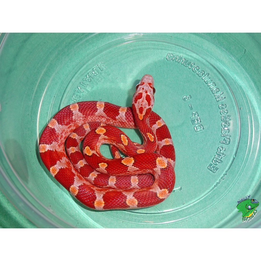 Hypo Blood Red Corn Snake – Baby – Strictly Reptiles Inc.