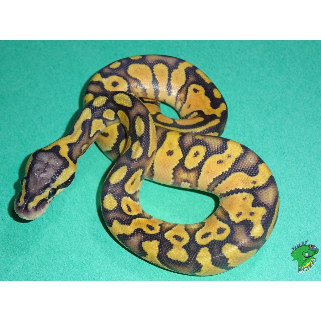 Pastel Ghost Ball Python