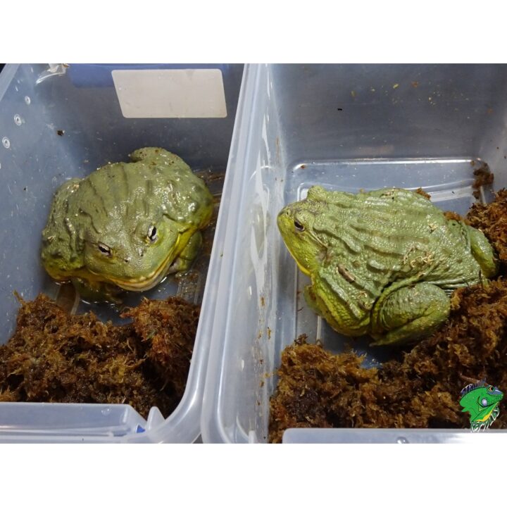 Pixy Frog adult pair