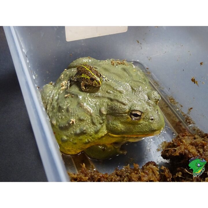 Pixy frog adult with baby on top