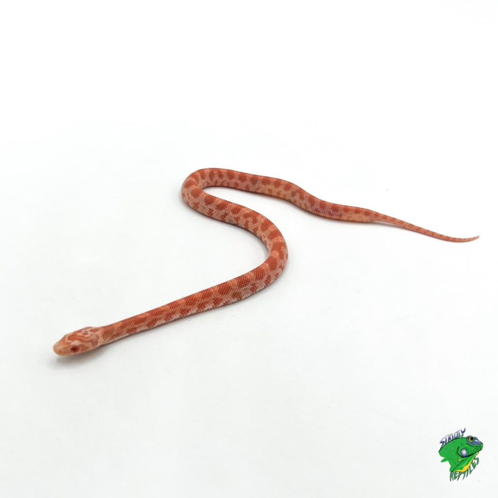 Albino Sunkissed Corn Snake - baby - Strictly Reptiles