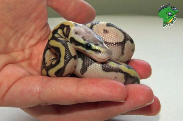 Baby Snakes For Sale – Strictly Reptiles Inc.