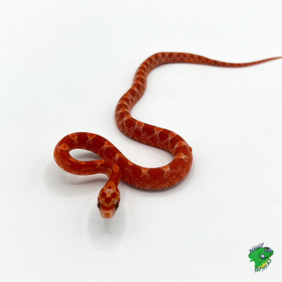 Strawberry Blood Red Corn Snake - baby - Strictly Reptiles