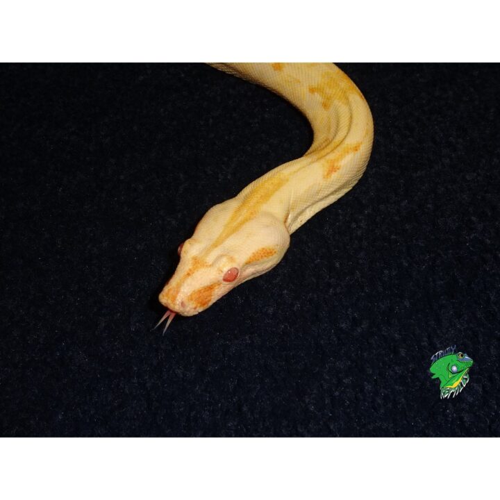 Albino Boa Sharp juv face