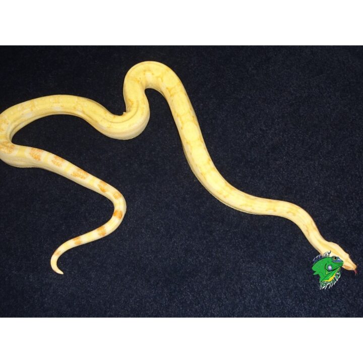 Albino Boa Sharp juvenile