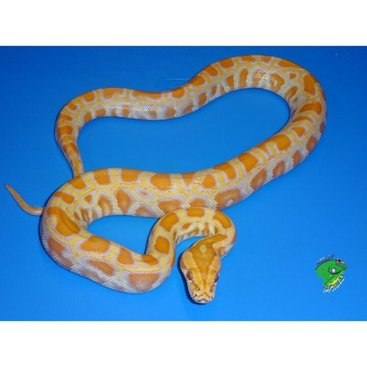 Albino Burmese Python baby