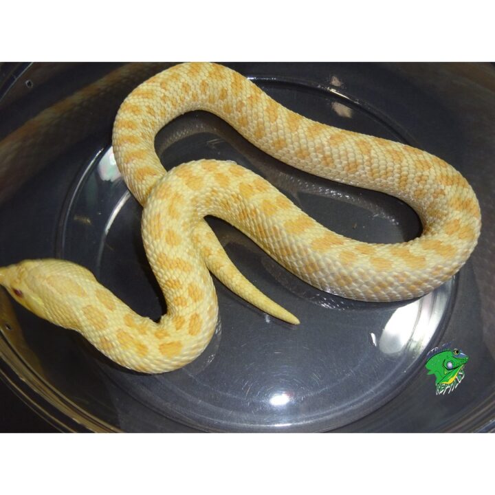 Albino Hognose adult female