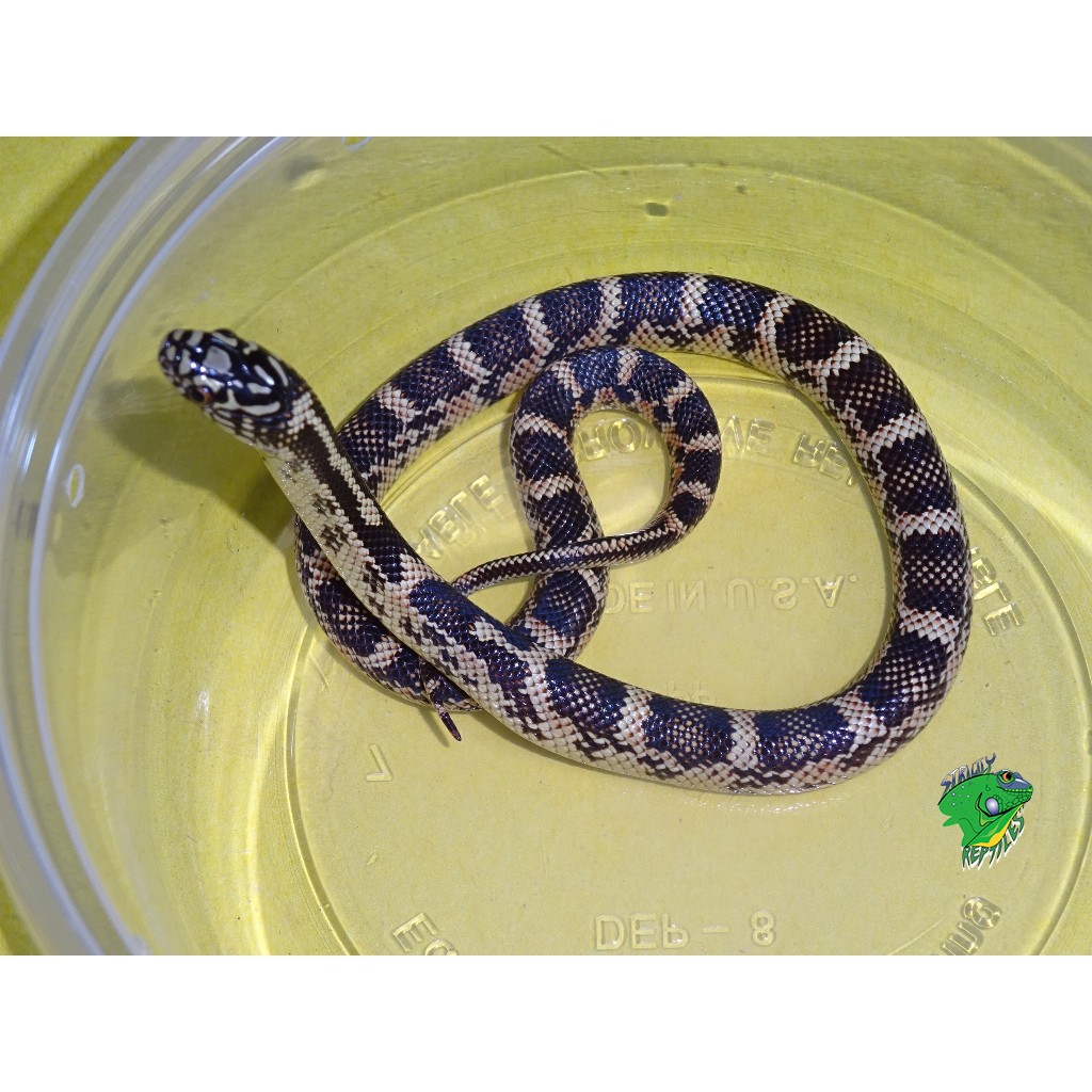 Blotched X Brooks King Snake – baby – Strictly Reptiles Inc.