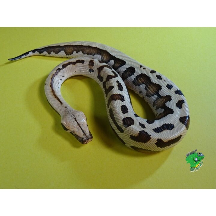 Golden Eyed Blood Python baby