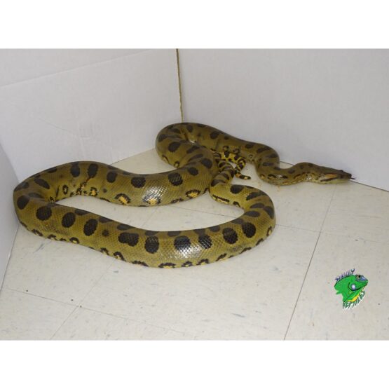 green anaconda for sale