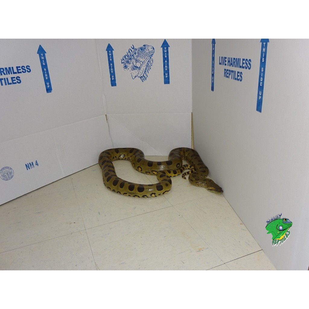 green anaconda for sale