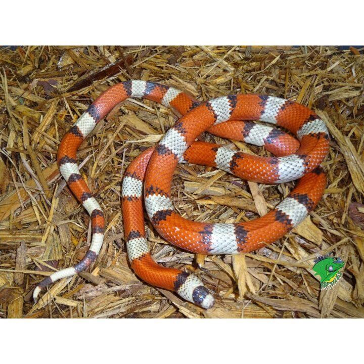 Hypo Honduran Milk adult