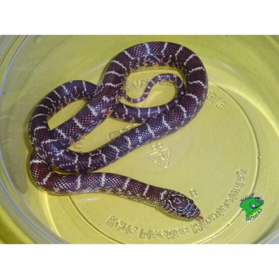 Jelly Brook’s King Snake – baby